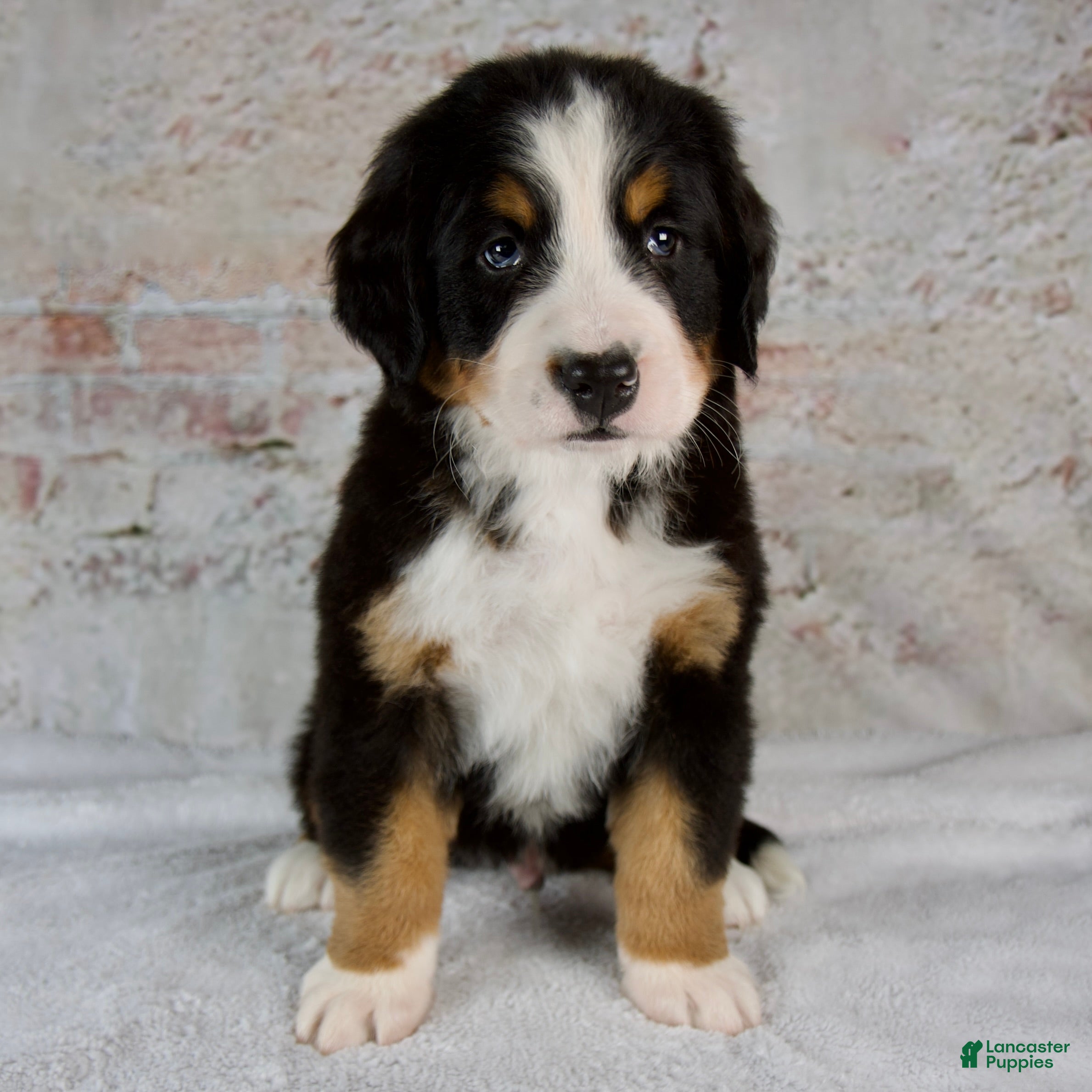 Bernese Mountain Dog dogs Rocky - Ad 1