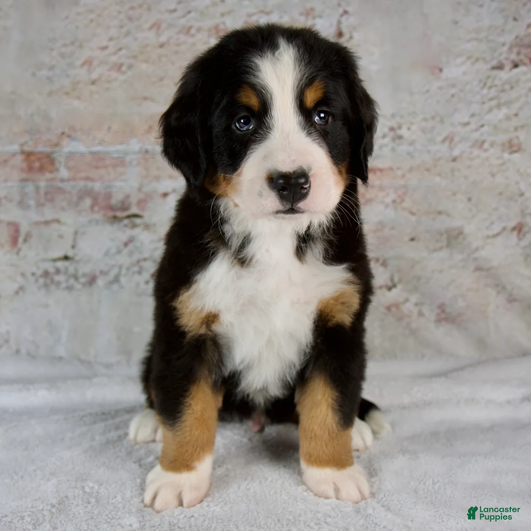 Bernese Mountain Dog dogs for sale: Rocky - Ad 1