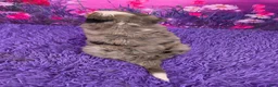 Mini Bernedoodle dogs for sale: Nellie - Ad 4