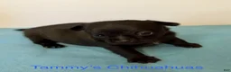 Chihuahua dogs for sale: Panther - Ad 12