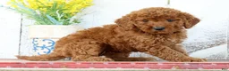 Mini Goldendoodle dogs for sale: Kylie - Ad 3
