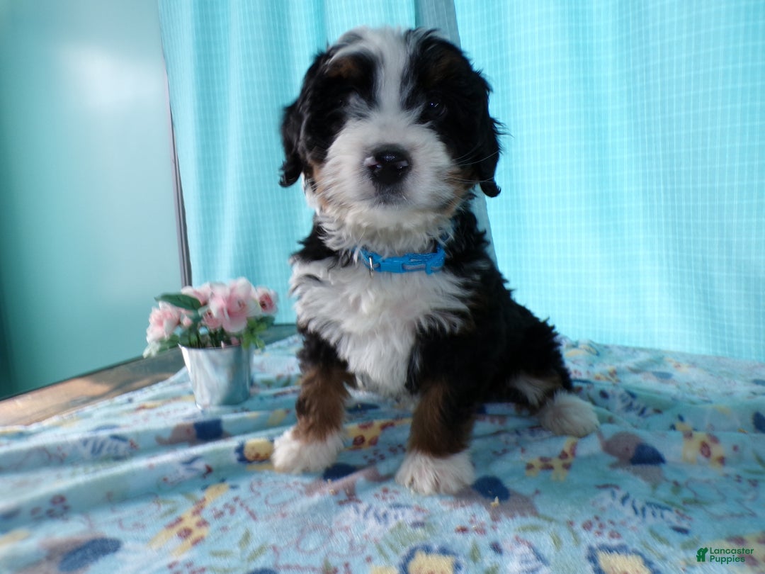 Mini Bernedoodle dogs for sale: Mini Berne-doodle Puppy 2 Blue - Ad 2