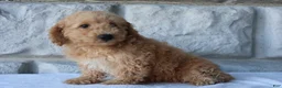 Bichpoo dogs for sale: Milo - Ad 3