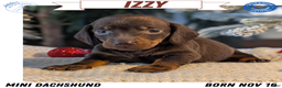 Miniature Dachshund dogs for sale: Izzy - Ad 1