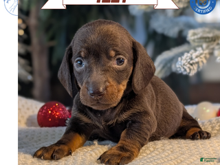 Miniature Dachshund dogs Izzy - Ad 4