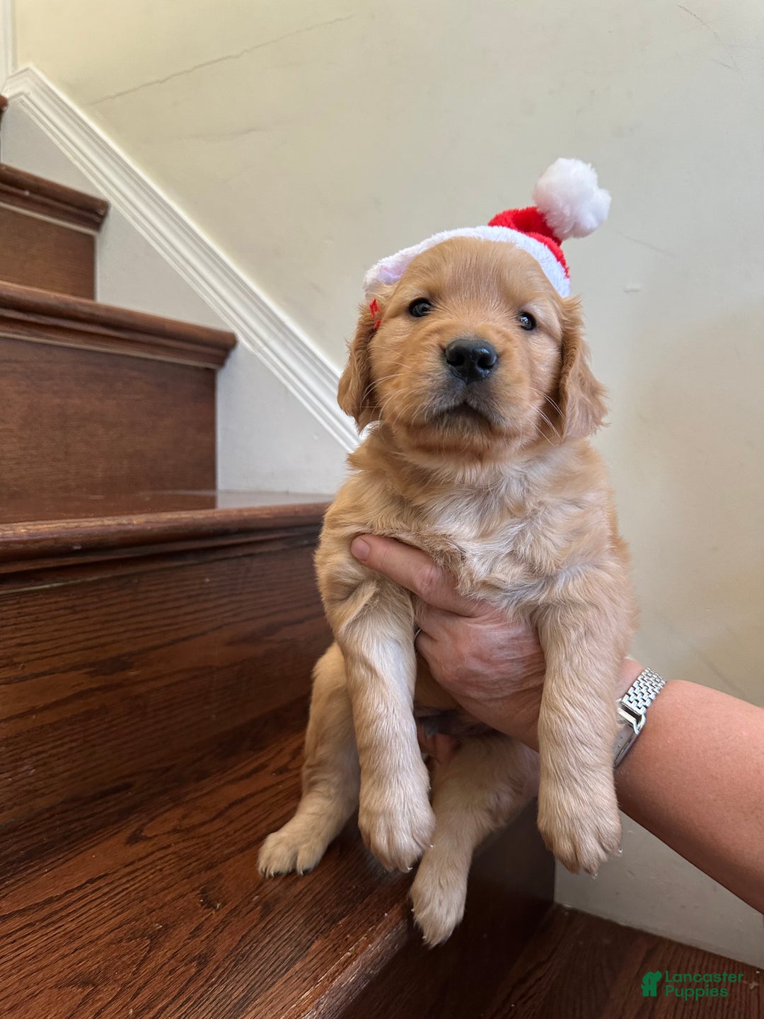 Golden Retriever dogs for sale: Guss - Ad 11