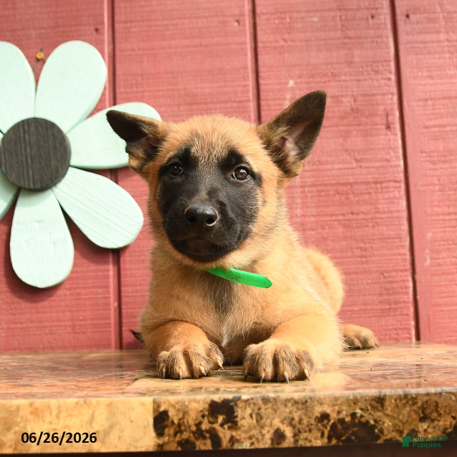 Belgian Malinois dogs Princess - Ad 1