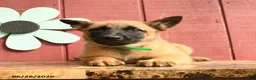Belgian Malinois dogs for sale: Princess - Ad 1