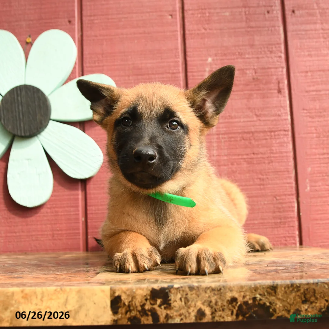 Belgian Malinois dogs for sale: Princess - Ad 1