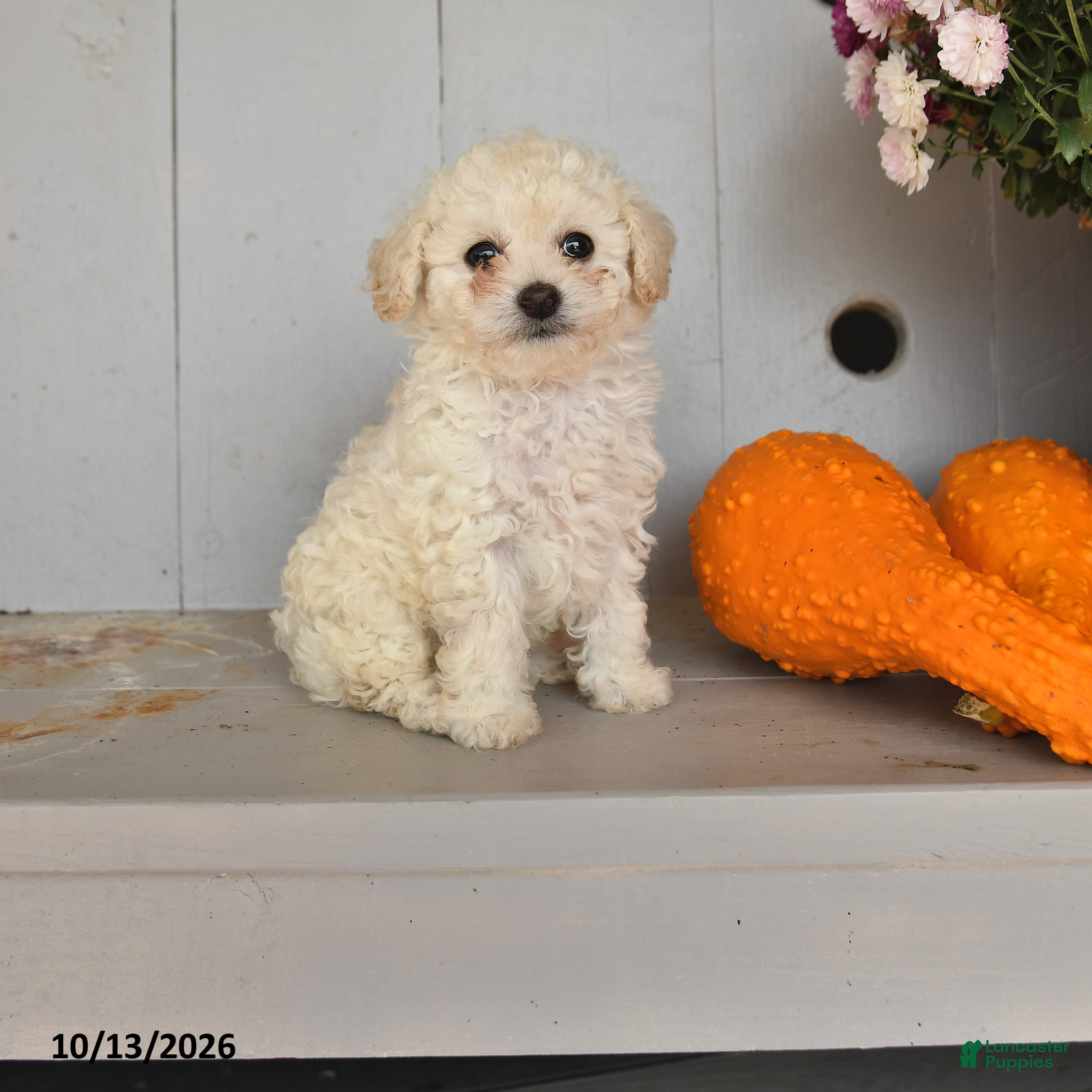Toy Poodle dogs Vito - Ad 2