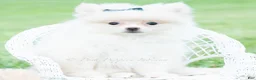 Pomeranian dogs for sale: Frost - Ad 5