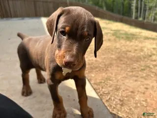 Doberman Pinscher dogs Puppy 2 - Ad 10