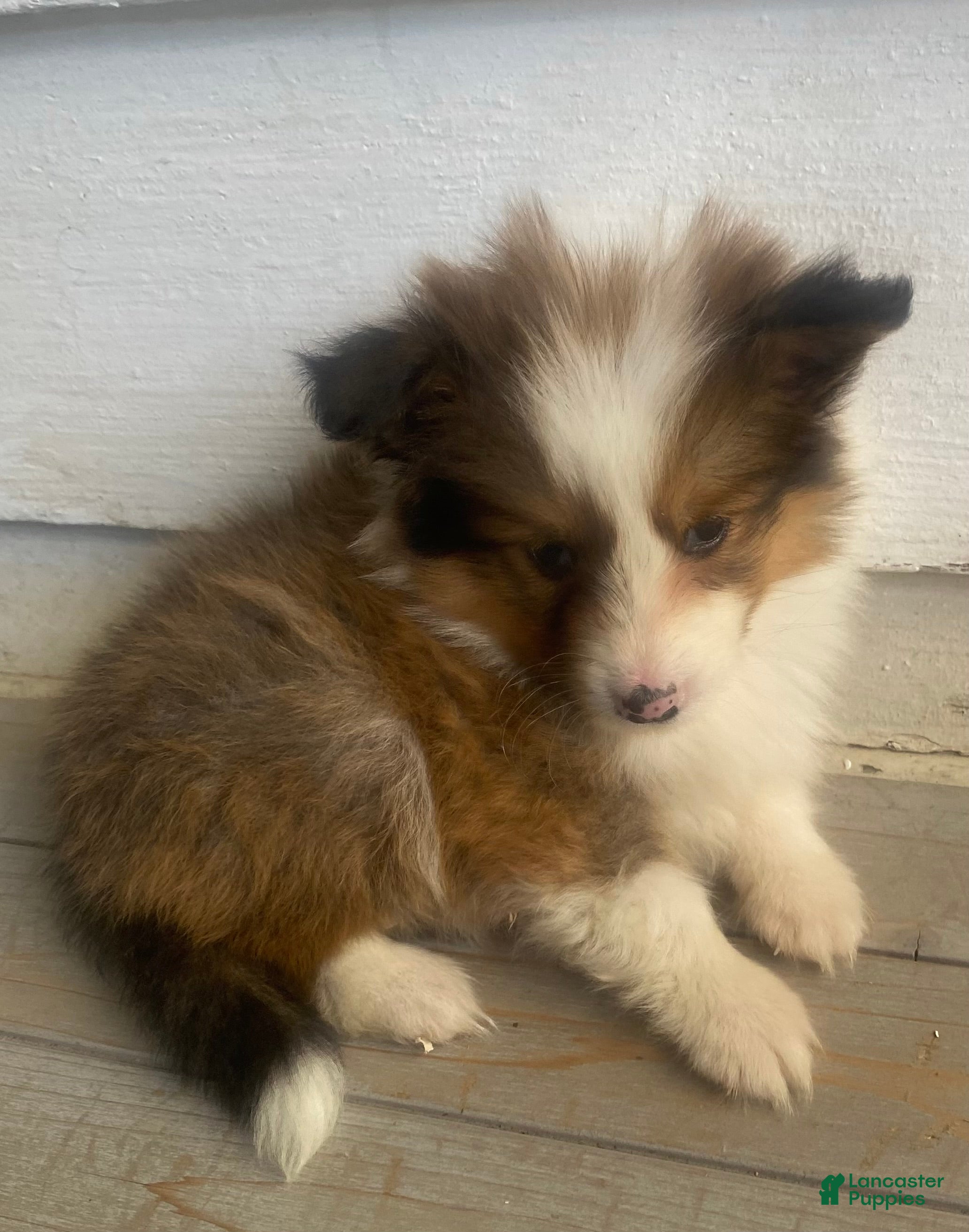 Shetland Sheepdog