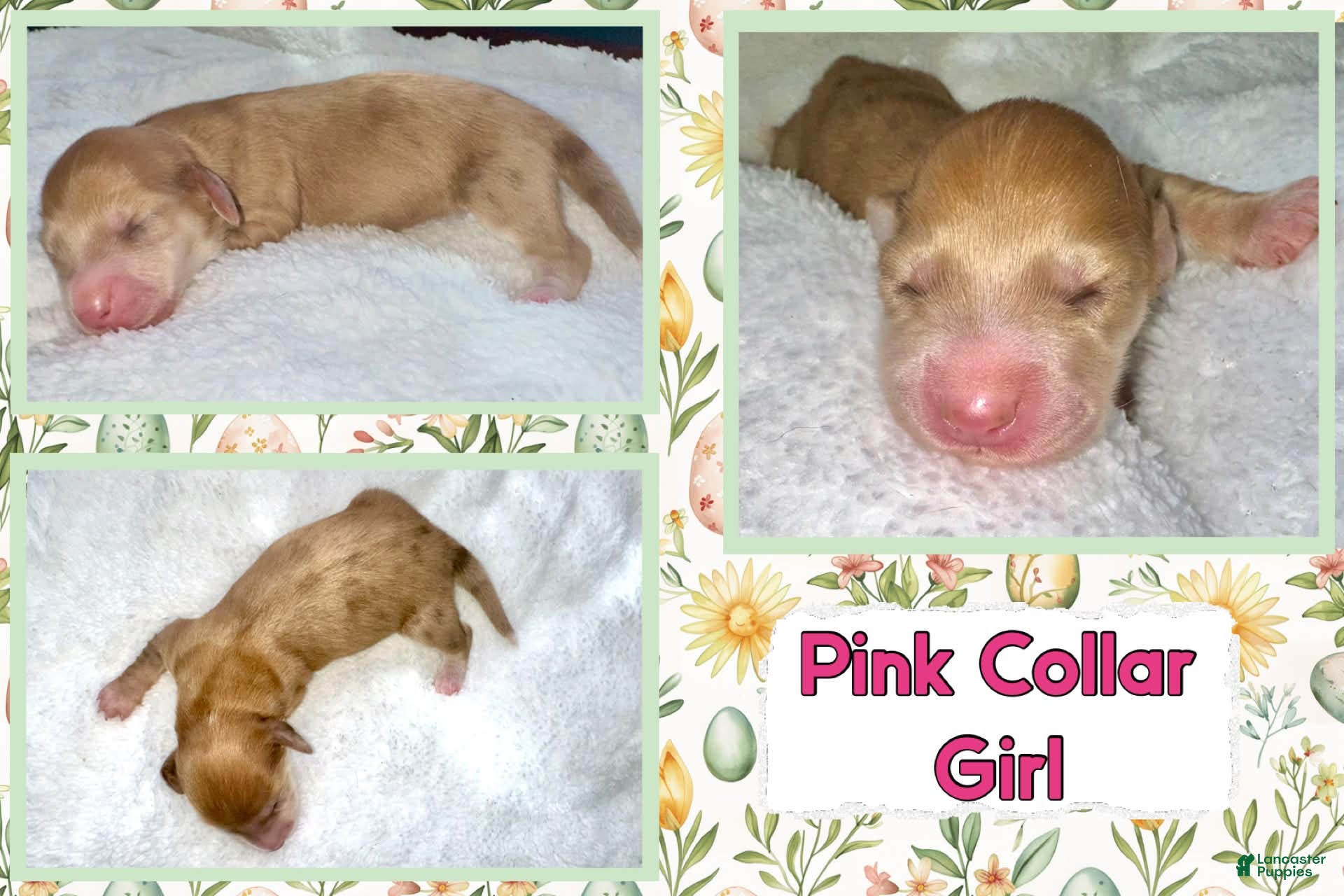 Miniature Dachshund dogs Miniature Dachshund Puppy 5 - Ad 1