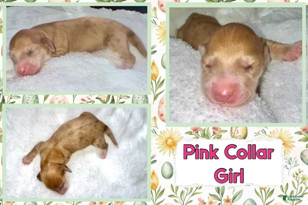 Miniature Dachshund dogs for sale: Miniature Dachshund Puppy 5 - Ad 1