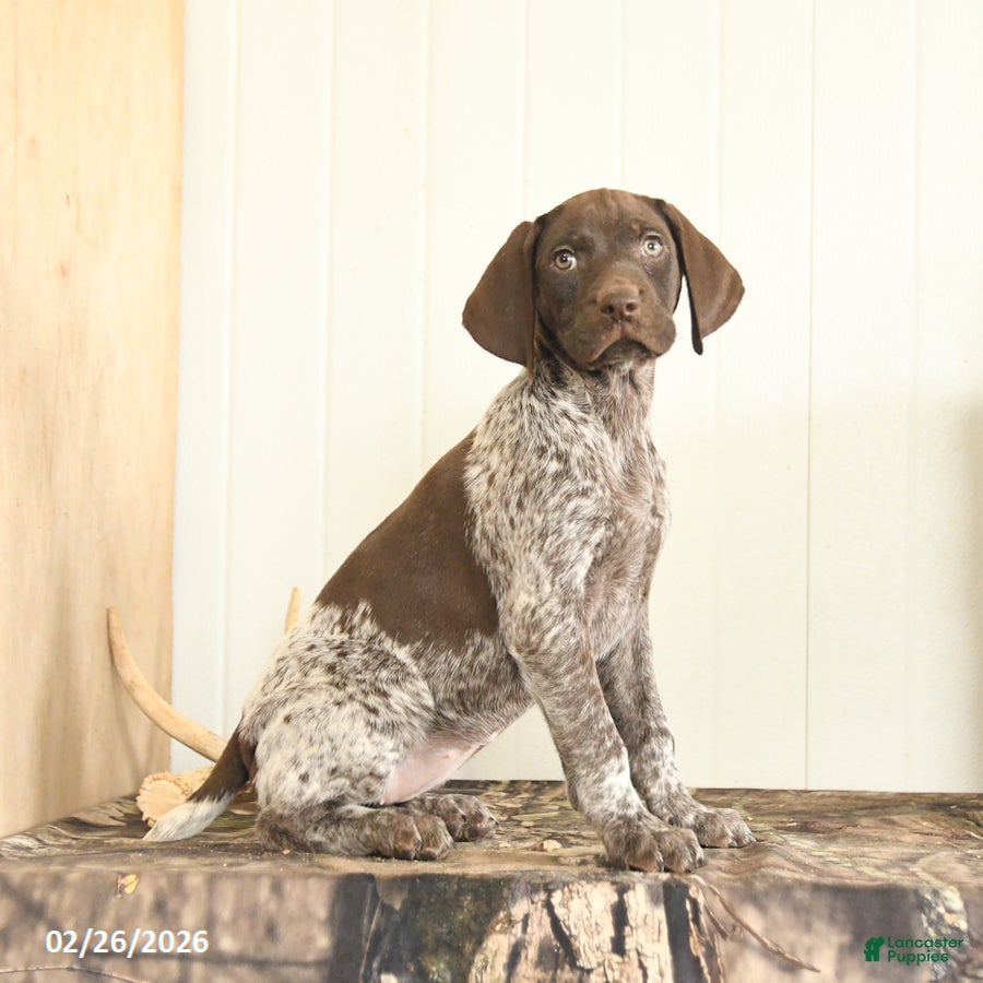 German Shorthaired Pointer dogs Duchess - Ad 2