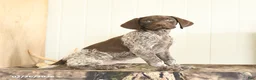 German Shorthaired Pointer dogs for sale: Duchess - Ad 2