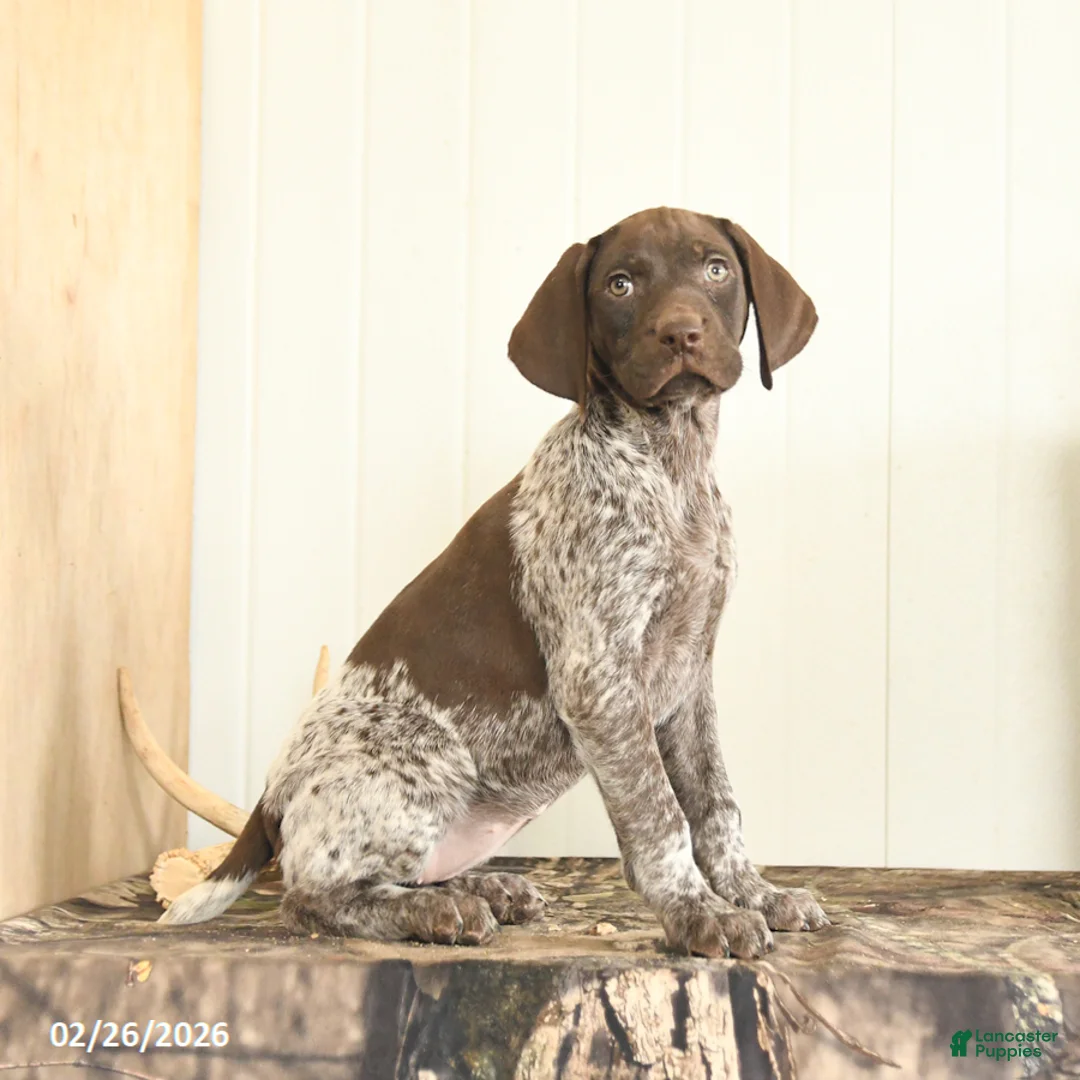 German Shorthaired Pointer dogs for sale: Duchess - Ad 2