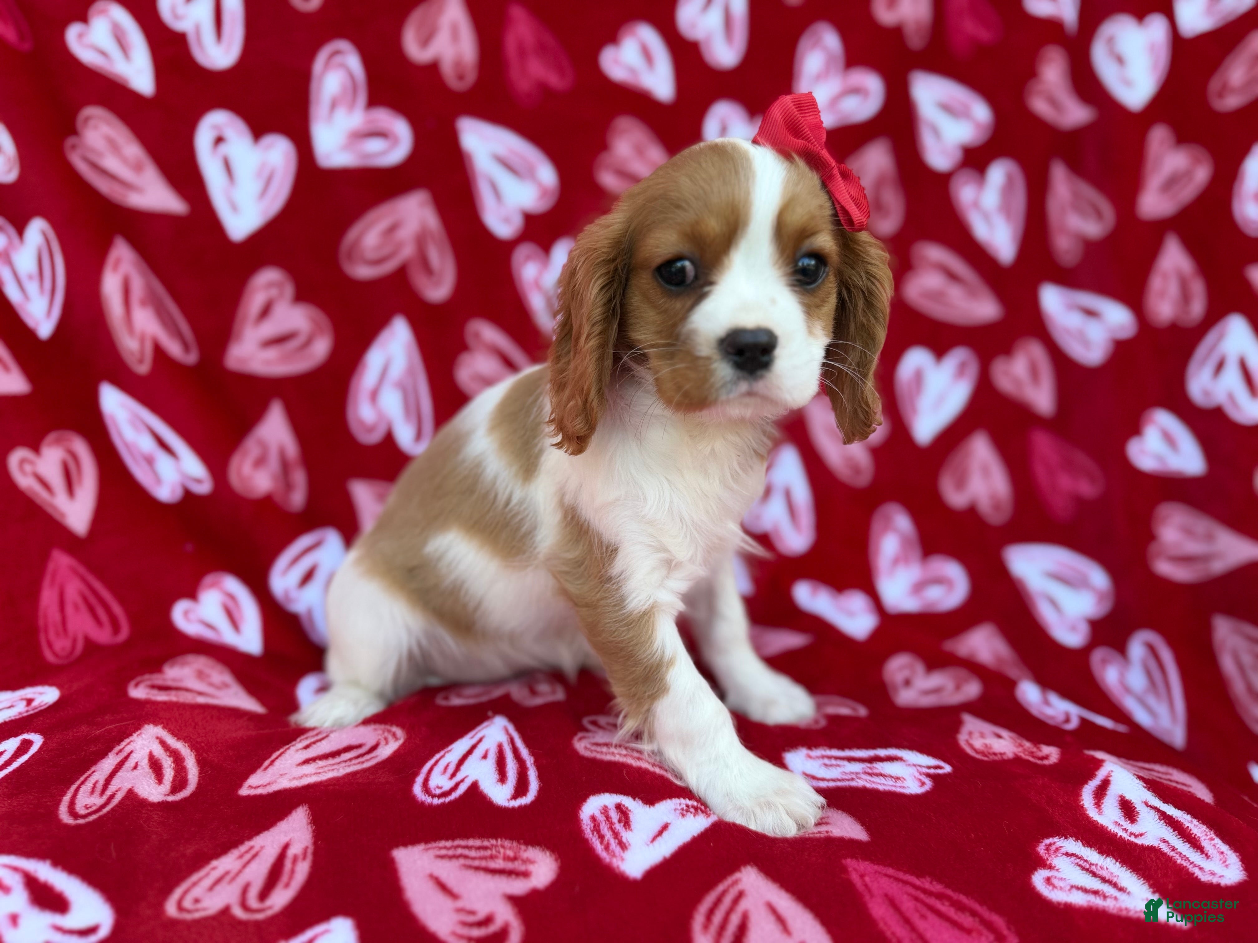 Cavalier King Charles Spaniel dogs Noel - Ad 7