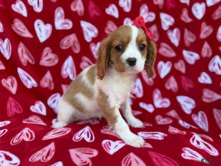 Cavalier King Charles Spaniel dogs Noel - Ad 7