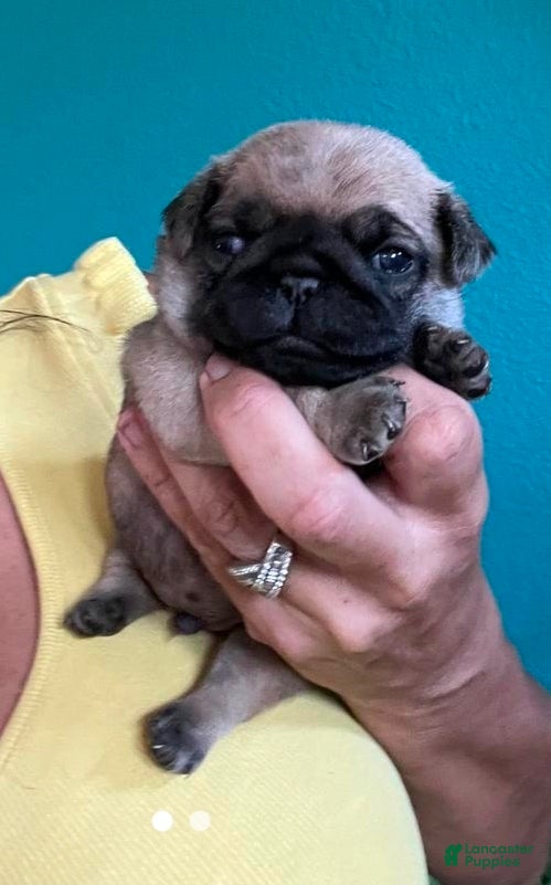 Pug dogs for sale: Pug 1 male tiny toy size  - Ad 2