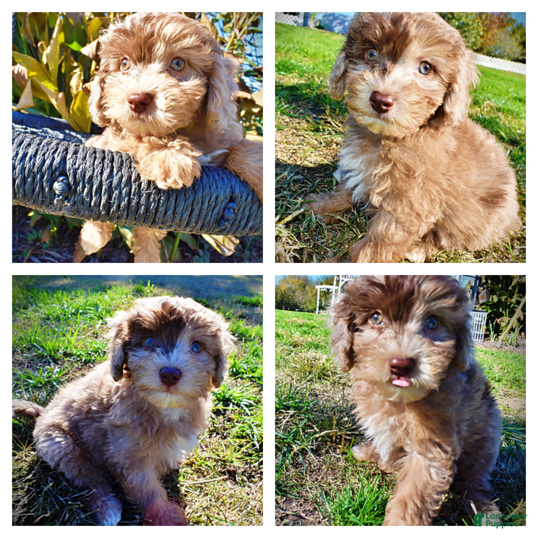 Havapoo dogs for sale: Inky - Ad 1