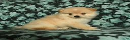 Pomeranian dogs for sale: Teddy - Ad 5