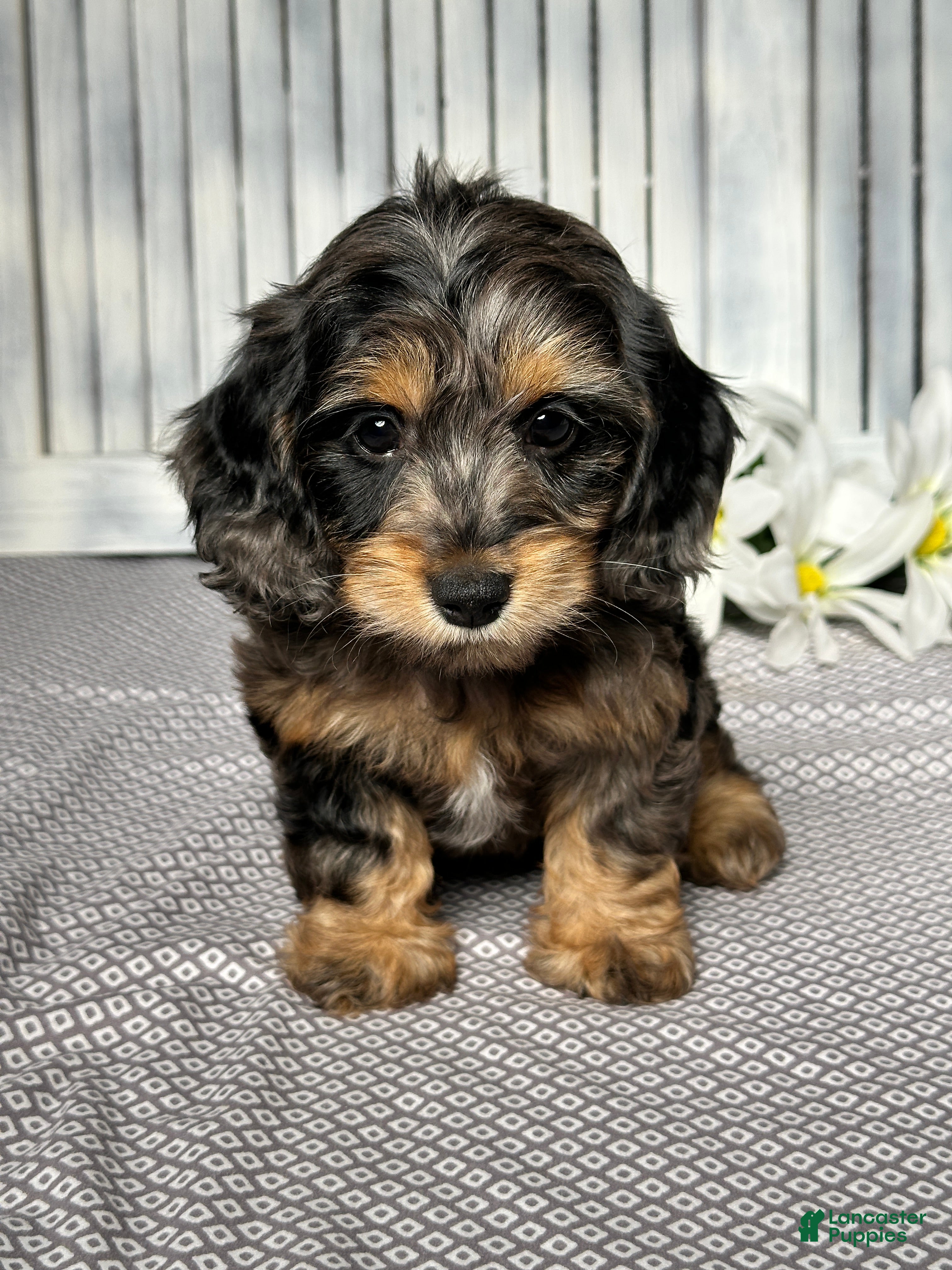 Mixed Breed dogs Ashley - Ad 1