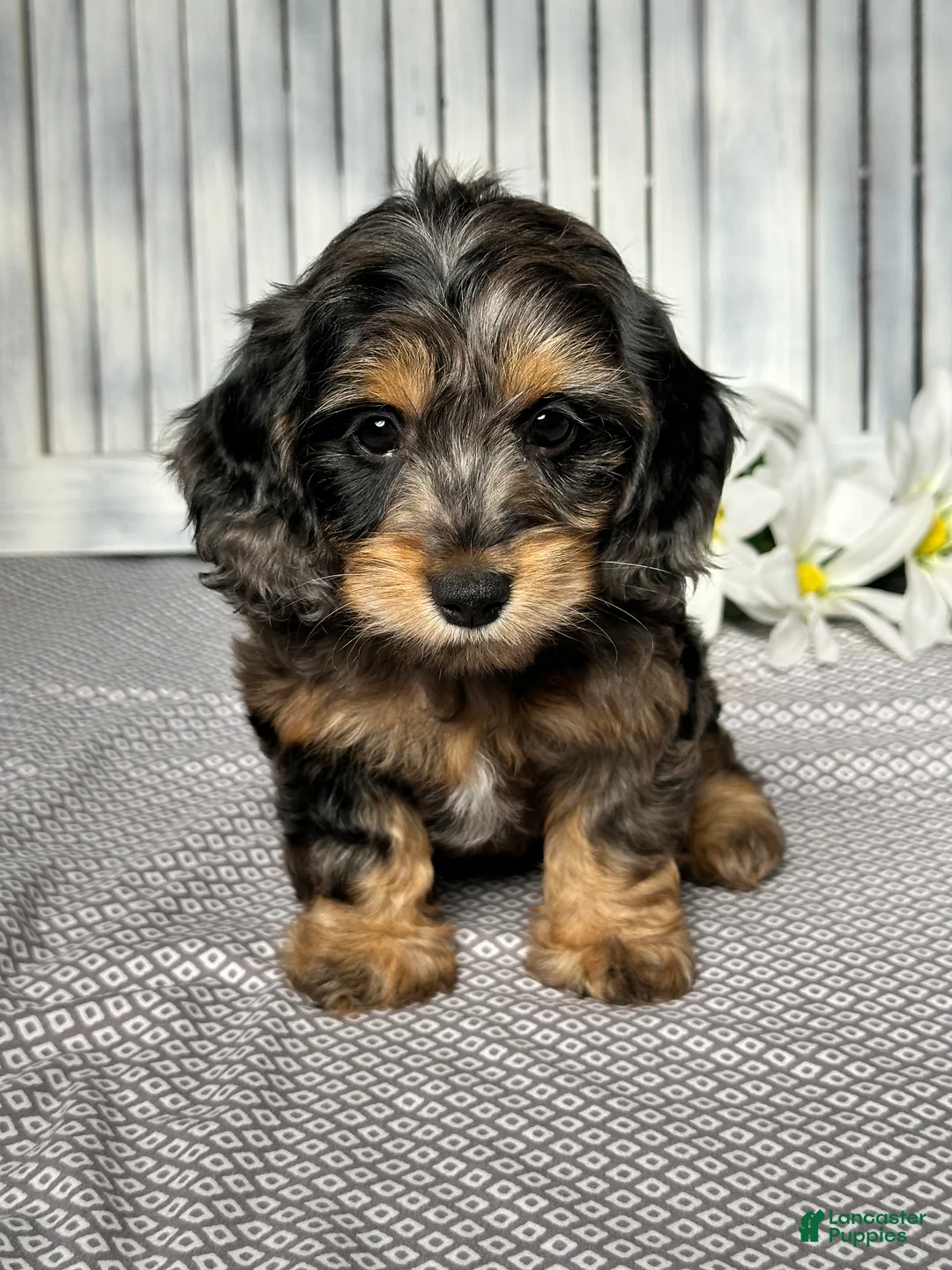 Mixed Breed dogs for sale: Ashley - Ad 1