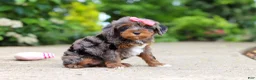 Cavapoo dogs for sale: Kylie - Ad 5