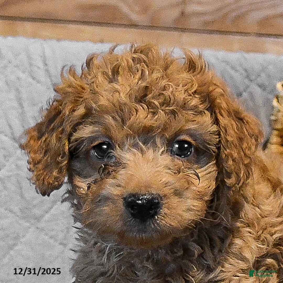 Mini Goldendoodle dogs for sale: Scarlet - Ad 5