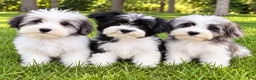 Yorkiepoo dogs for sale: Leo - Ad 1