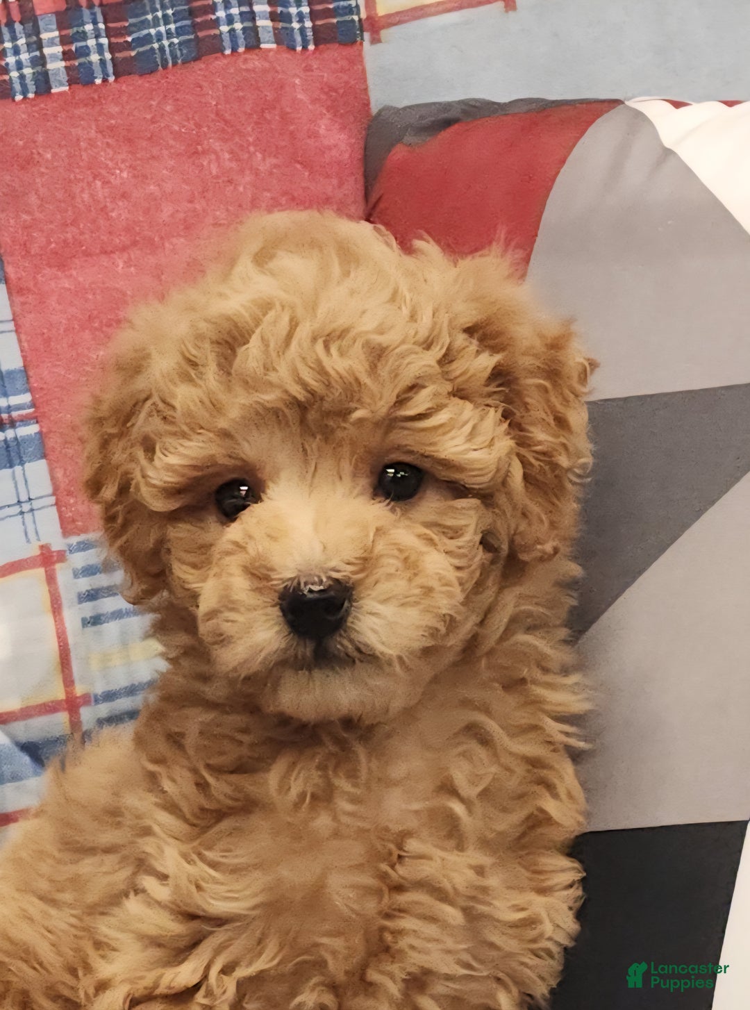 Mini Goldendoodle dogs for sale: Dillon Mini Goldendoodle Puppy 3 - Ad 3