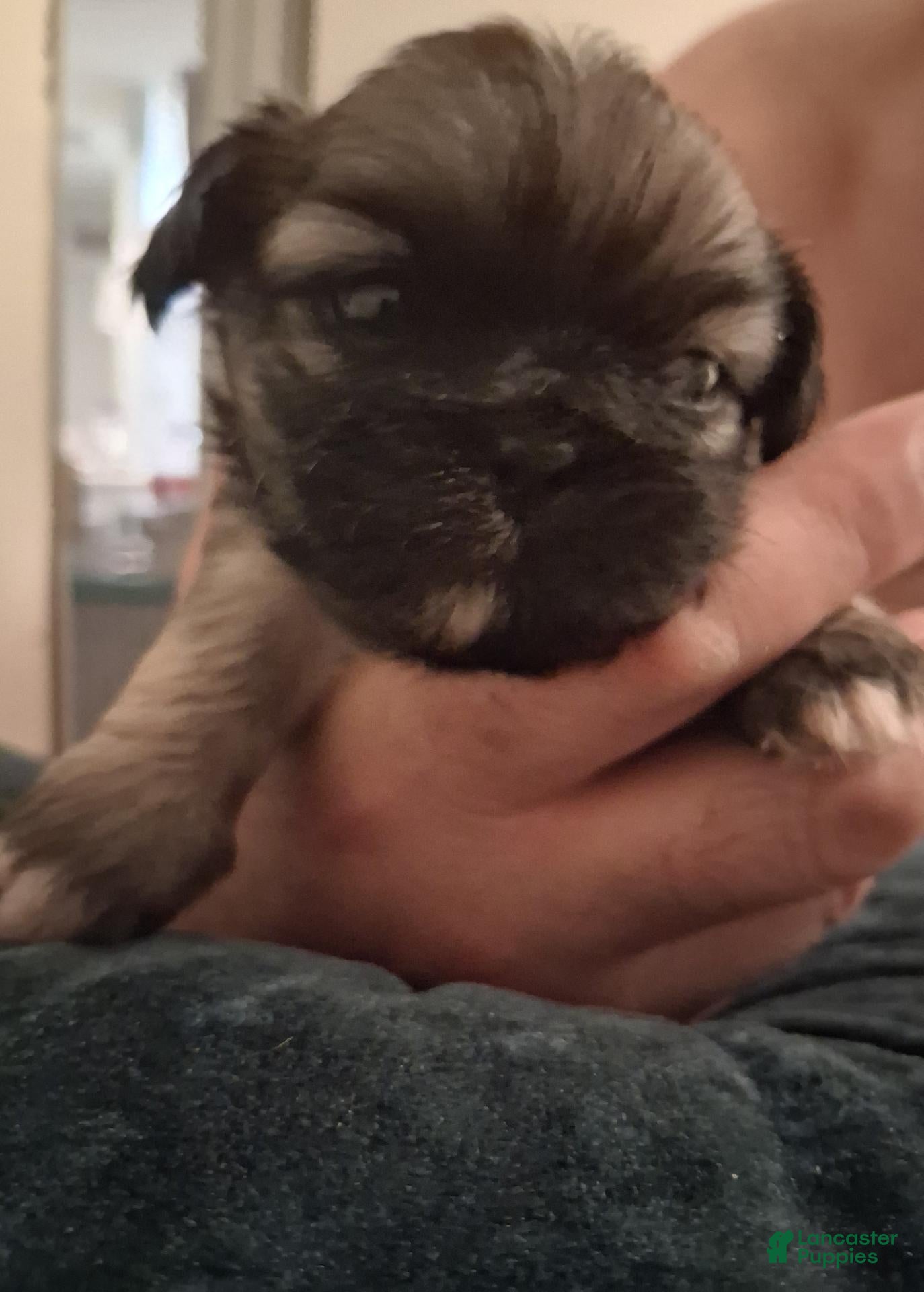 Pekingese dogs Monty - Ad 18