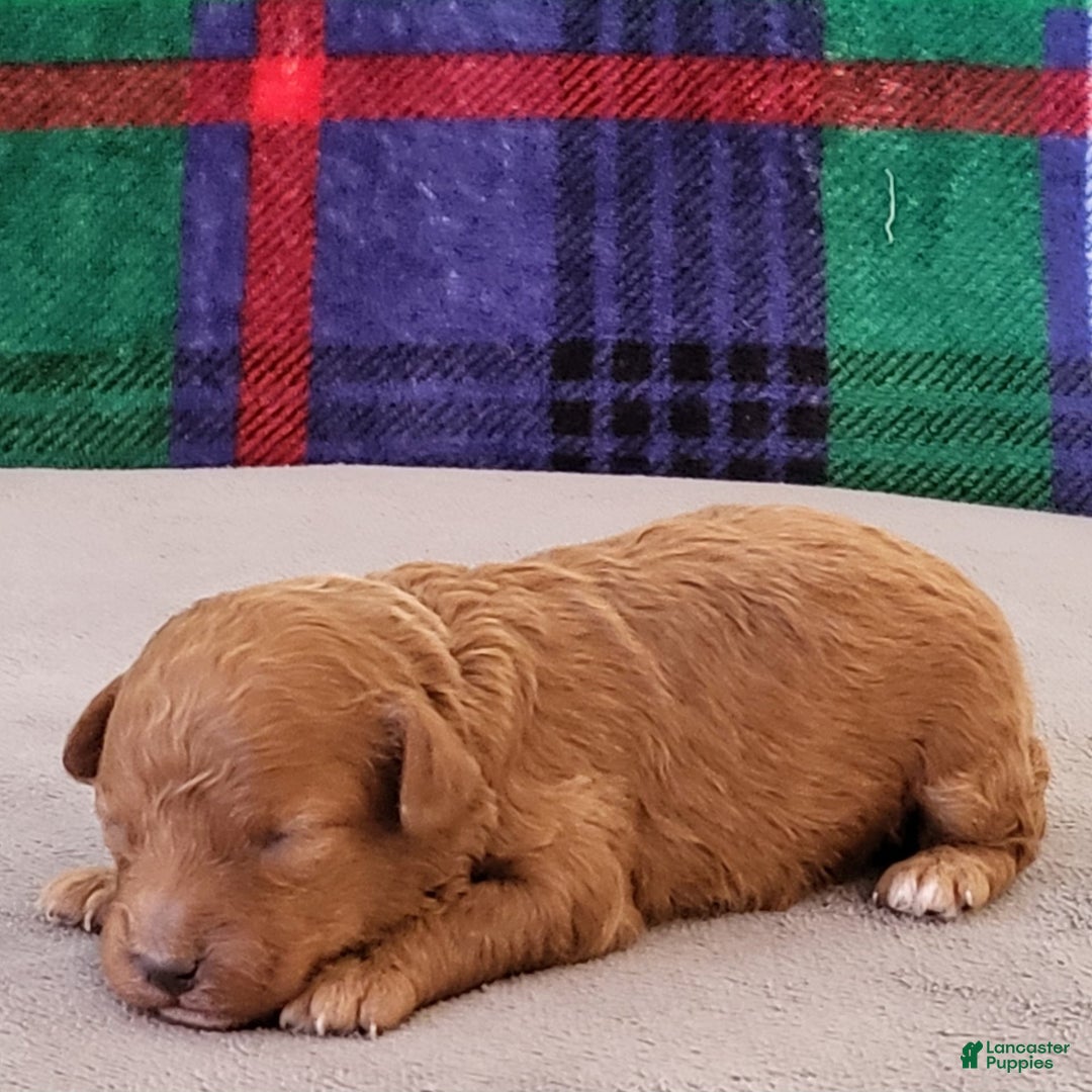 Toy Poodle dogs for sale: Danny - Ad 1