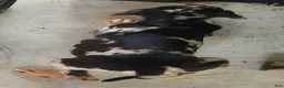 Catahoula Leopard Dog dogs for sale: Jesse 2026 F1 - Ad 7