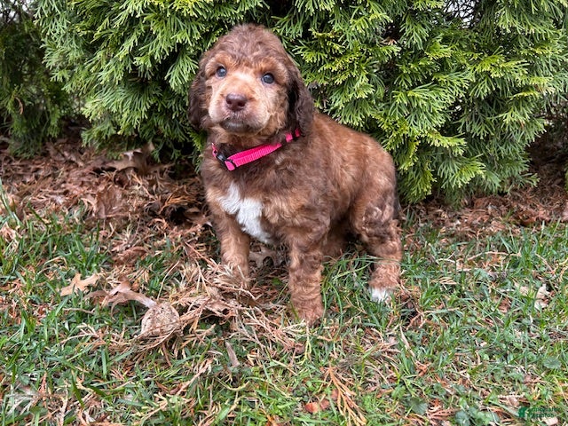 Standard Poodle dogs ⚓️Sailor-AKC Standard🐩 - Ad 1
