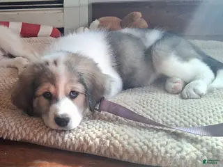 Mixed Breed dogs Tinsel - Ad 32