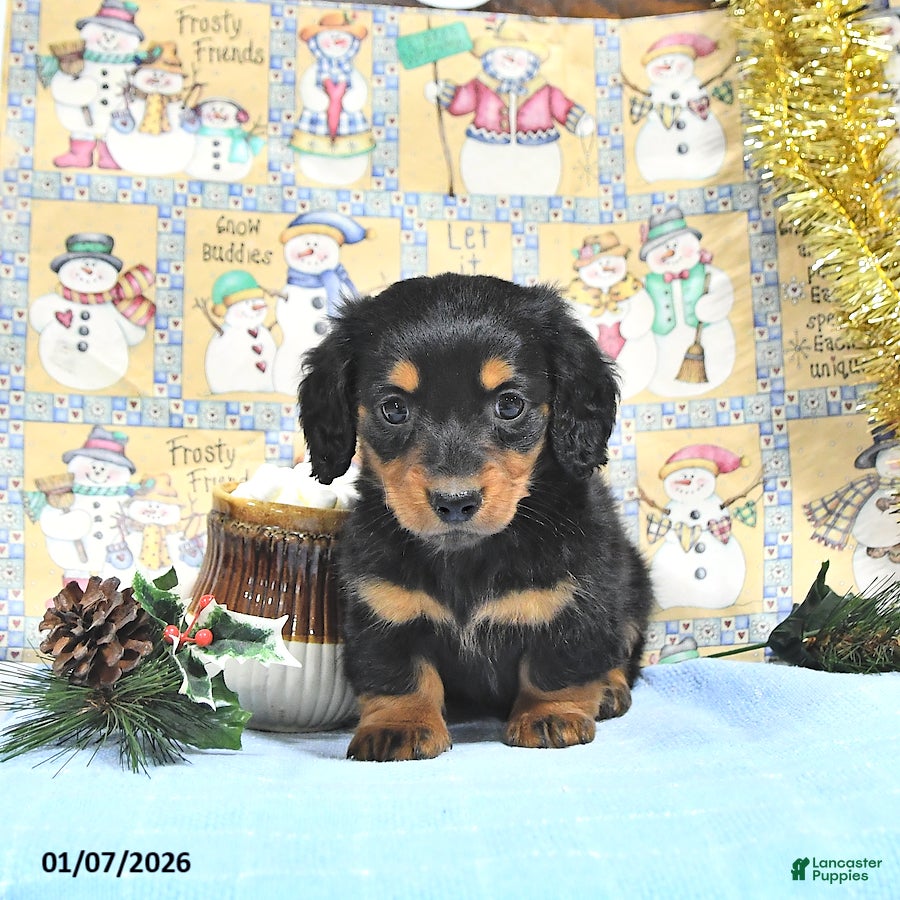 Miniature Dachshund dogs Milo - Ad 27