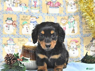 Miniature Dachshund dogs Milo - Ad 27