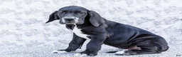 Great Dane dogs for sale: Davis - Ad 3