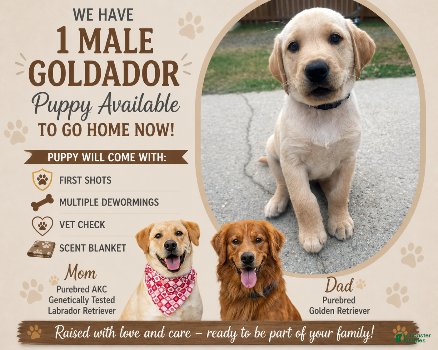 Goldador dogs Goldador Puppy 1 - Ad 3
