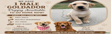 Goldador Puppy 1