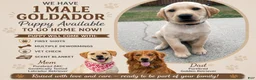 Goldador dogs for sale: Goldador Puppy 1 - Ad 1