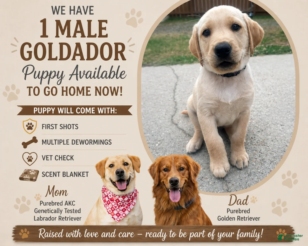 Goldador dogs for sale: Goldador Puppy 1 - Ad 1