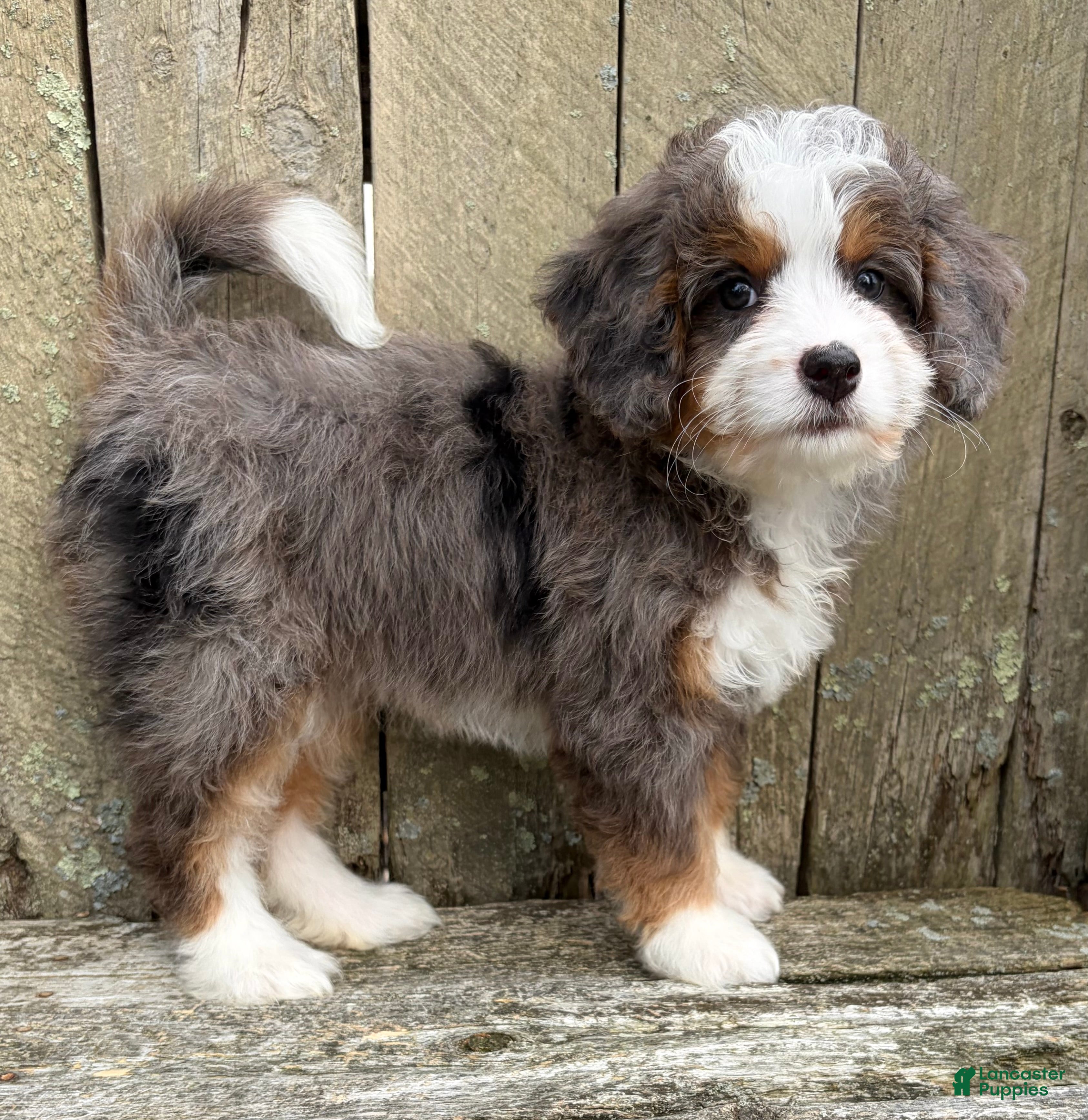 Mini Bernedoodle dogs 💚IN BOSTON MASSACHUSETTS AREA💚PETITE BLUE MERLE TRI COLOR💚MINI BERNEDOODLE💚 - Ad 1