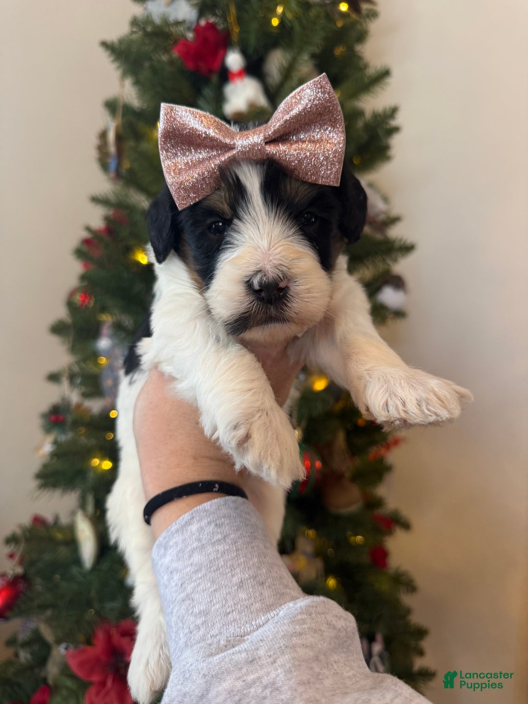 Mixed Breed dogs for sale: Francesca - Ad 6