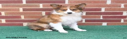 Shetland Sheepdog dogs for sale: Paddington - Ad 1