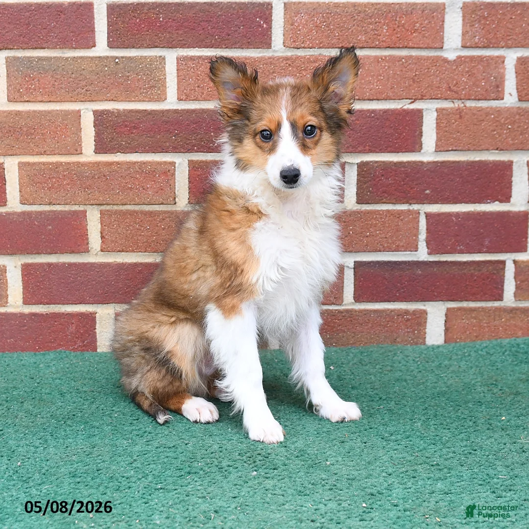Shetland Sheepdog dogs for sale: Paddington - Ad 1