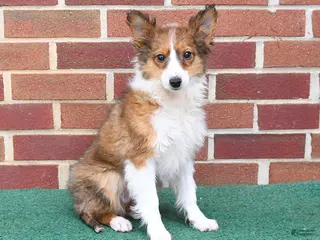 Shetland Sheepdog dogs for sale: Paddington - Ad 1